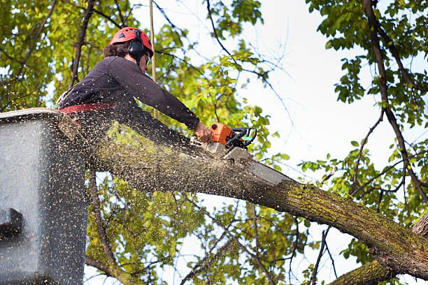 Best Tree Stump Removal  in Haymarket, VA